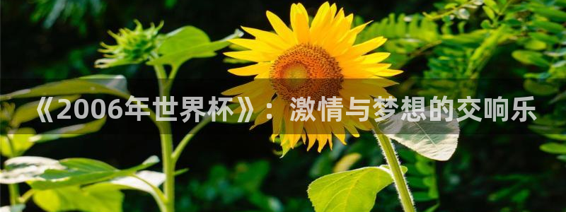 今年世界杯：《2006年世界杯》：激情与梦想的交响乐
